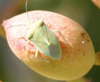 آفت سن سبز پسته